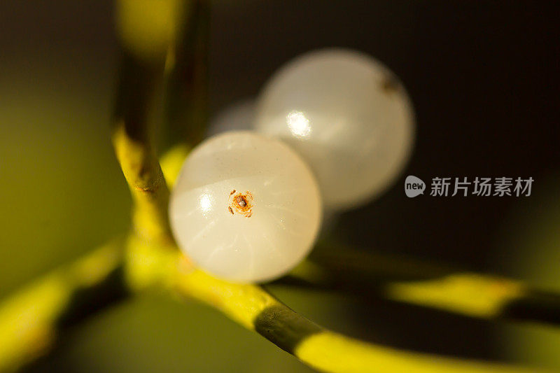 槲寄生果实白色浆果(Viscum album)，常见于欧洲槲寄生，檀香科，槲寄生)，半寄生或半寄生灌木，果实为白色或黄色浆果，种子在粘稠的果肉中。